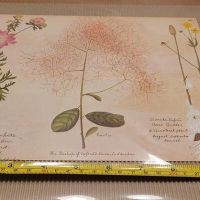 Lot 66: (2) Antique Victorian Flower Album Prints by Henry Terry 1870's