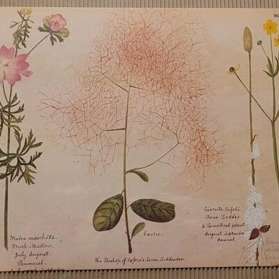 Lot 66: (2) Antique Victorian Flower Album Prints by Henry Terry 1870's