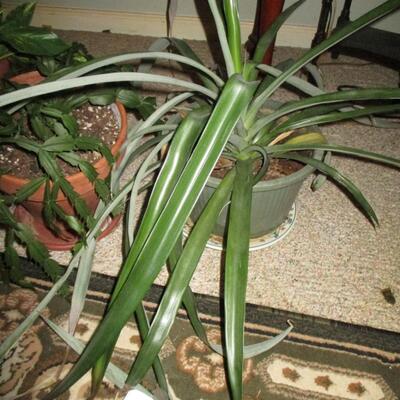 Wicker Plant Stand/Real Plants