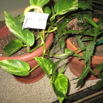 Wicker Plant Stand/Real Plants