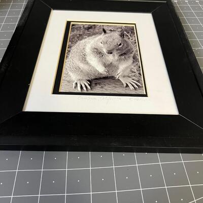 Squirrel Photo Framed