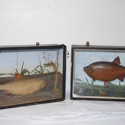 VINTAGE MOUNTED FISH IN GLASS FRONT CASES W/ PAINTED FOLIAGE BACKGROUND