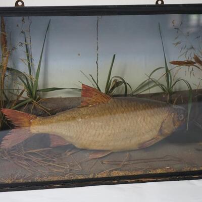 VINTAGE MOUNTED FISH IN GLASS FRONT CASES W/ PAINTED FOLIAGE BACKGROUND