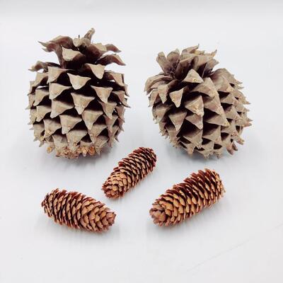 PINE CONE LOT
