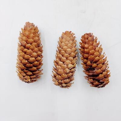 PINE CONE LOT