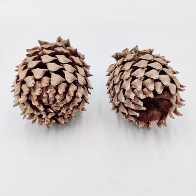PINE CONE LOT