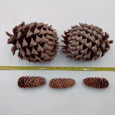 PINE CONE LOT