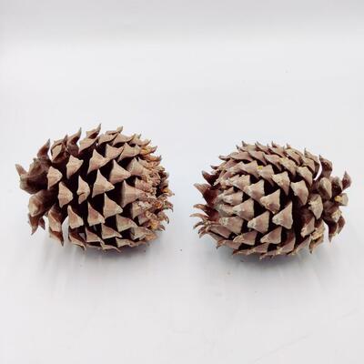 PINE CONE LOT