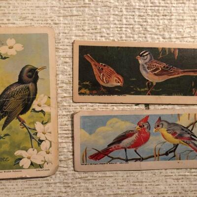 Vintage Bird Trading Cards