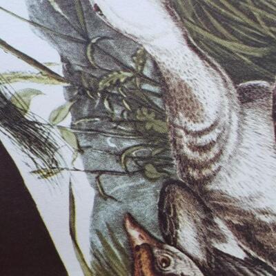 4 Audubon bird  prints