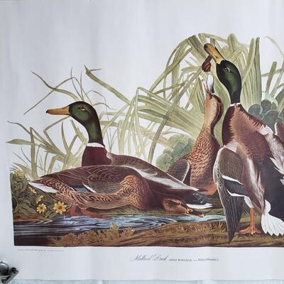 4 Audubon bird  prints