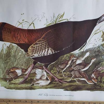 4 Audubon bird  prints