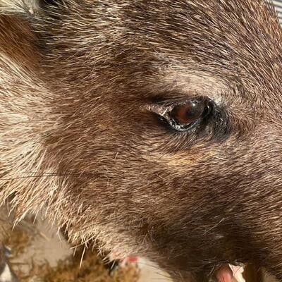 Z1 Wild boar taxidermy, some cracking and wear