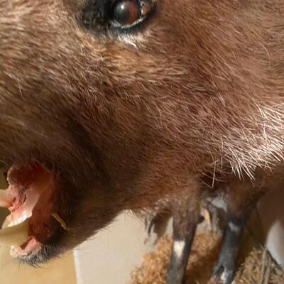 Z1 Wild boar taxidermy, some cracking and wear