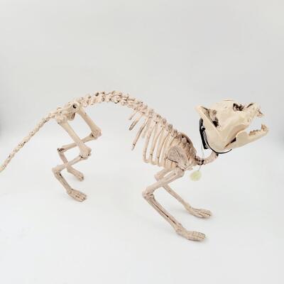 COOL DECORATIVE SKELTON CAT