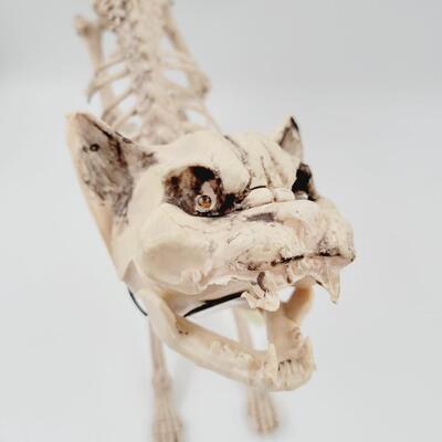 COOL DECORATIVE SKELTON CAT
