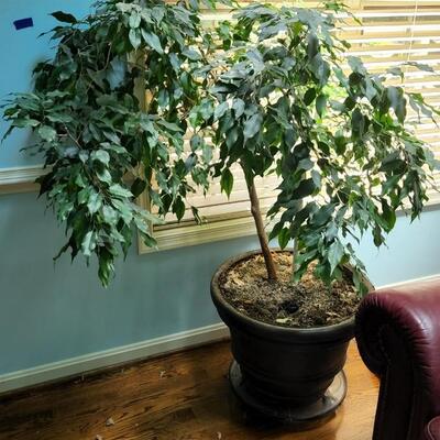 Large Indoor Live Ficus Tree Plant