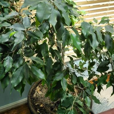 Large Indoor Live Ficus Tree Plant