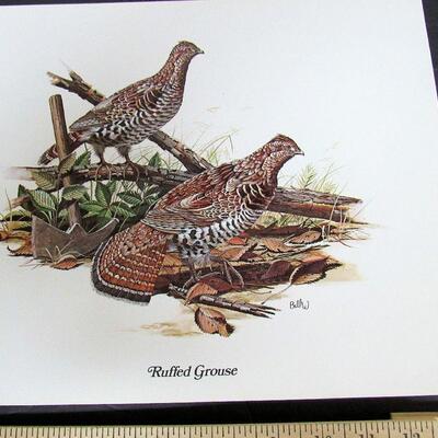 Vintage 1970s USA Litho, Ruffled Grouse, 11"x14"