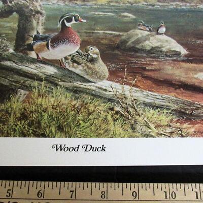 Vintage 1970s Litho, Wood Duck, 11"x14"`