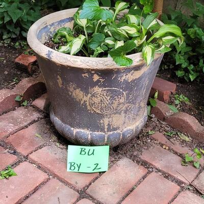 HOSTA POT
