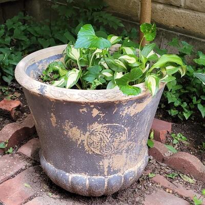 HOSTA POT