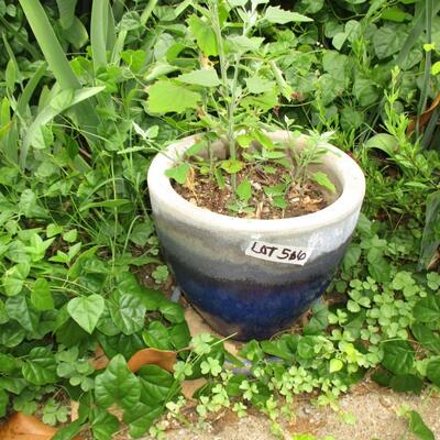 Sun Yard Stake & Blue Flower Pot