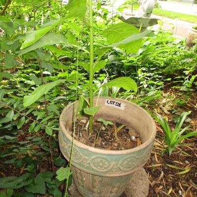 Bird Feeder & Flower Pot