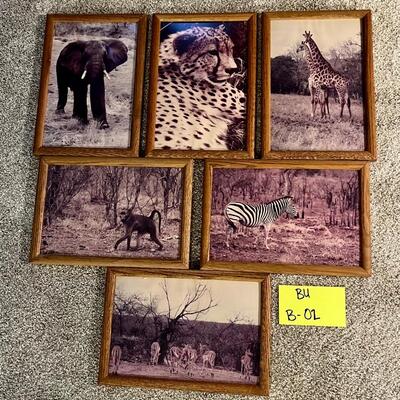 Safari Photos