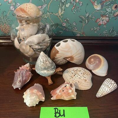 Sea Shell Lot