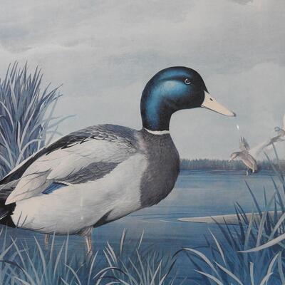 Mallard Duck Print