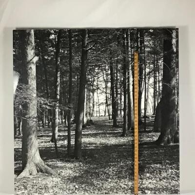 1258 Large Black and White Photograph of Forest on Aluminum