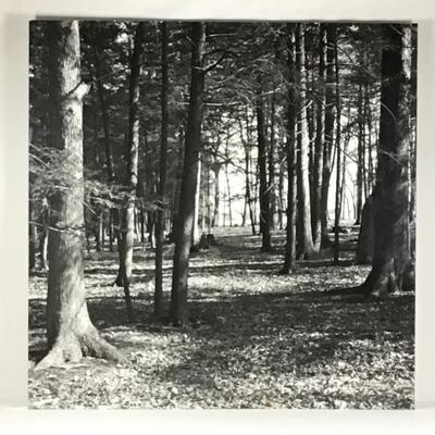 1258 Large Black and White Photograph of Forest on Aluminum