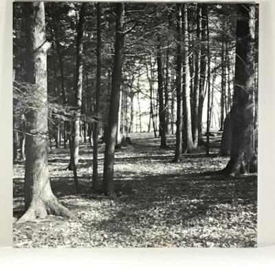 1258 Large Black and White Photograph of Forest on Aluminum
