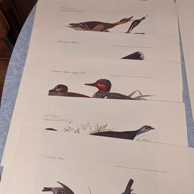 Wonderful, Tasteful Bird Illustrations, Ready to Frame