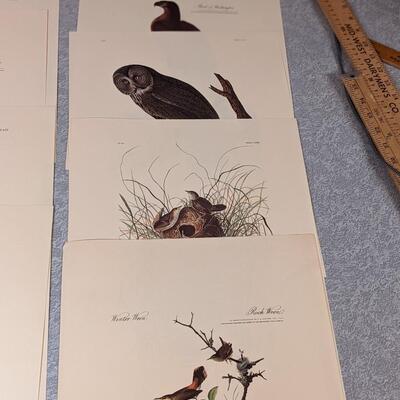 Wonderful, Tasteful Bird Illustrations, Ready to Frame