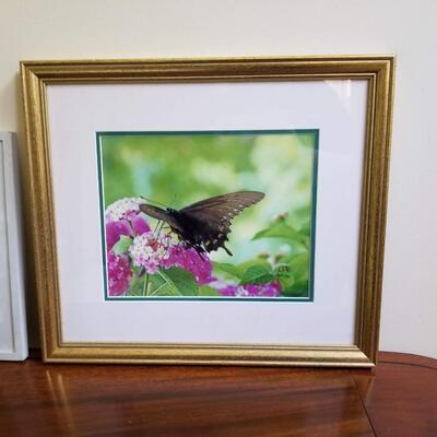 Butterflies 