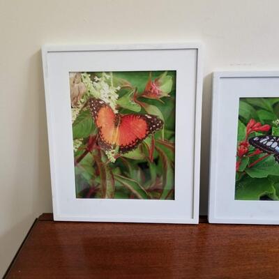 Butterflies 
