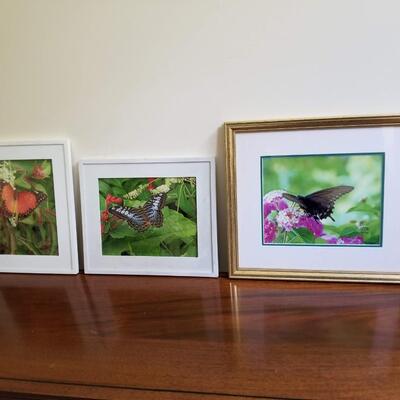 Butterflies 