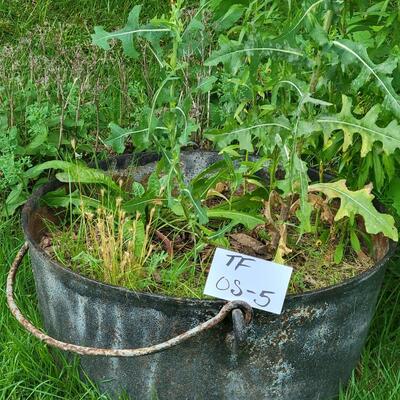 Cast Iron Planter Pot
