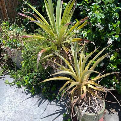 LOT 153  POTTED PLANTS!  MAKE APPOINTMENT! FRIDAY SATURDAY OR SUNDAY!