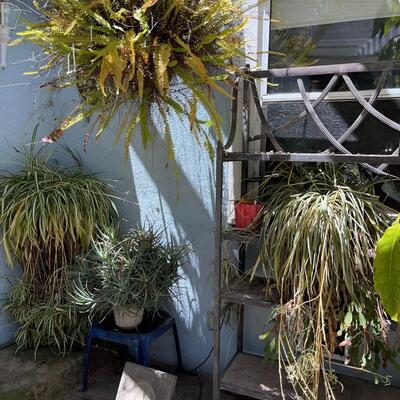 LOT 153  POTTED PLANTS!  MAKE APPOINTMENT! FRIDAY SATURDAY OR SUNDAY!