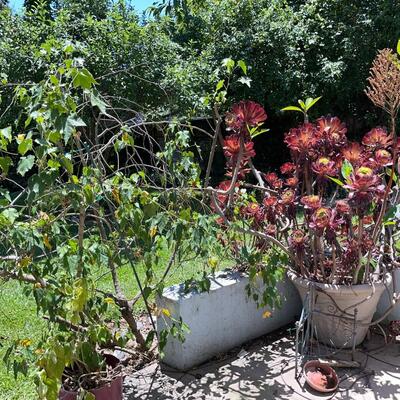 LOT 153  POTTED PLANTS!  MAKE APPOINTMENT! FRIDAY SATURDAY OR SUNDAY!