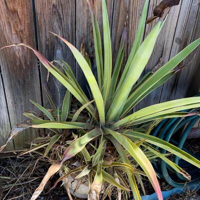 LOT 153  POTTED PLANTS!  MAKE APPOINTMENT! FRIDAY SATURDAY OR SUNDAY!