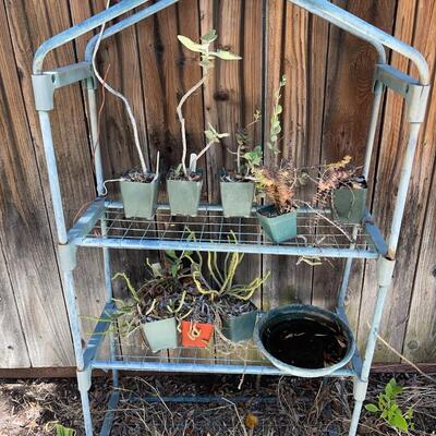 LOT 155  METAL PLANT RACK