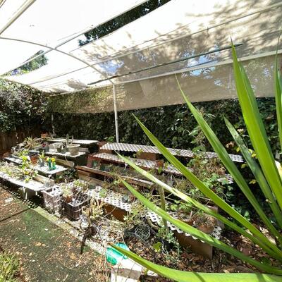 LOT 156  PLANT NURSERY SUNSHADE WOOD & BLOCK SHELVES PLUS CONTENTS OF GARDEN SHED