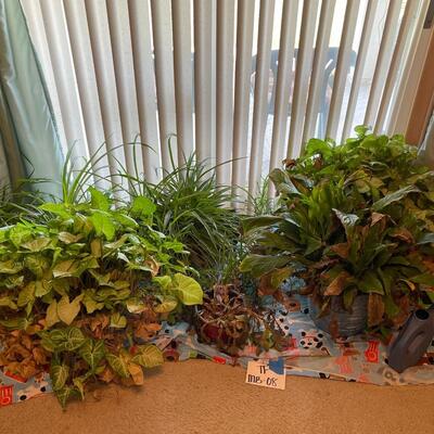 LIVE Flowers Lot