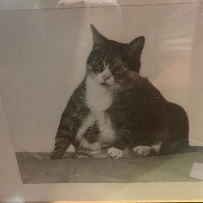 Fat cat black and white framed photo