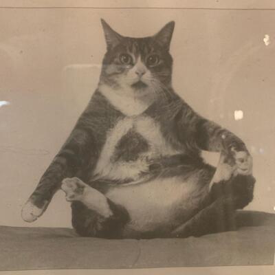 Fat cat black and white framed photo