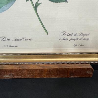 Framed Botanical Print "Rosa Indica Cruenta"